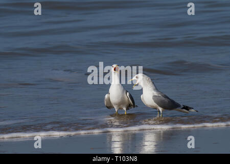 Mouettes hurlant dans l'eau à plat sur la plage Banque D'Images