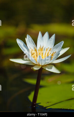 Gros plan du nénuphar blanc avec étamines jaune vif au centre de la fleur ouverte avec des feuilles rondes vert flottant sur l'eau Banque D'Images