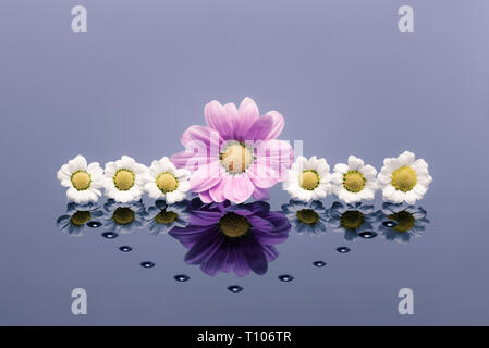 Des Chrysanthèmes blancs et roses sur une surface réfléchissante avec waterdrops Banque D'Images