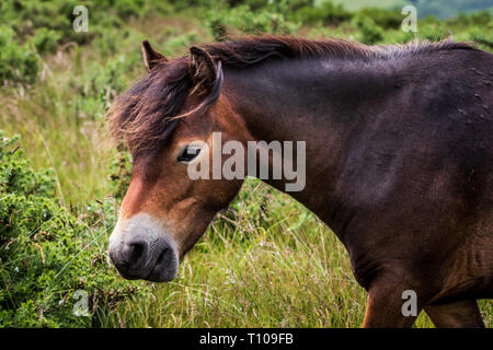 Poneys sauvages se tenait sur le haut de la colline Saint Brélade, Somerset, Angleterre Banque D'Images