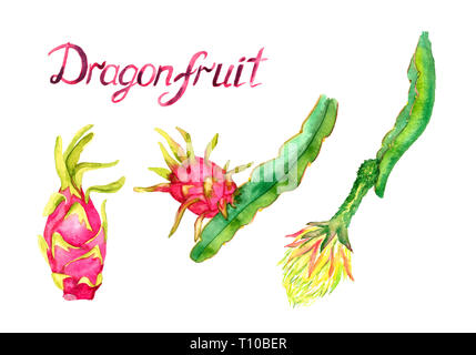 Branche avec fruit du dragon et c'est fleur, fruit entier, peinte à l'aquarelle illustration avec l'inscription isolé sur fond blanc Banque D'Images