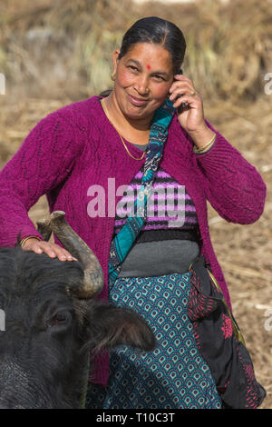 Femme portant un pull en laine tricoté cardigan et haut. Téléphone mobile en usage dans une main et l'autre reposant sur son buffle domestique apprivoisés. Bindi, sur le front. L'hiver. ​Lower Himalaya, l'Inde du nord. Banque D'Images