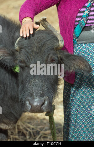 Main sur la tête, d'un buffle (​Bubalus bubalis). Rudraprayag, villageois femme- Ukhimath, nord de l'Inde. Son animal domestique préféré. Fournisseur de lait, attaché à la Chambre. Banque D'Images