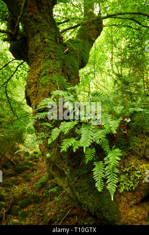 Gros hêtre (Fagus sylvatica) tronc couvert par les fougères et les mousses dans une forêt de hêtres en SL-NA 50 (sentier de Hiriberri, Villanueva de Aezkoa, Navarre, Espagne) Banque D'Images