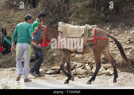 Mule, le résultat d'un croisement entre un cheval (Equus caballus), et un âne (Equus asinus), utilisé comme un animal pack pour transporter la pierre cassée pour la construction. Le nord de l'Inde. Banque D'Images