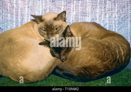 2 chats Tonkinois, recroquevillé ensemble ; affectueux ; crème ; Brown ; points noirs ; animaux ; animaux ; felines ; mignon ; compagnons, amis, frères et soeurs, horizontal ; PR Banque D'Images