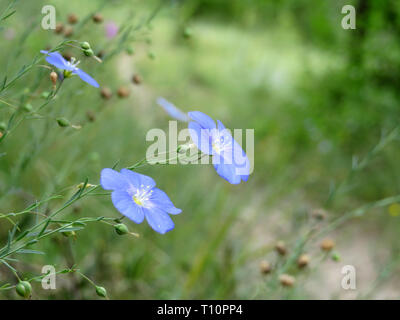 Fleurs de lin dans une forêt verte. Linum perenne en journée ensoleillée, la saison du printemps, les fleurs sauvages de nature fond Banque D'Images