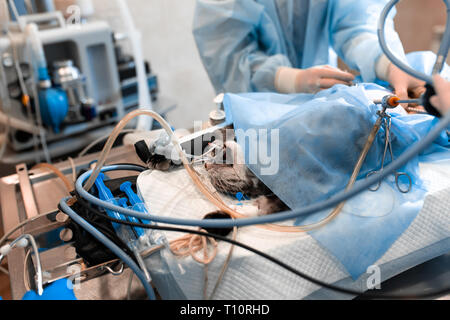 Vétérinaire ou les médecins faisant la chirurgie dans la clinique. la médecine, l'animal, les animaux, les soins de santé et les personnes concept. Banque D'Images