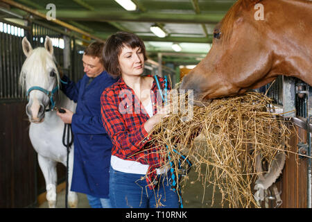 Couple de chevaux agricoles avec du foin à stable Banque D'Images