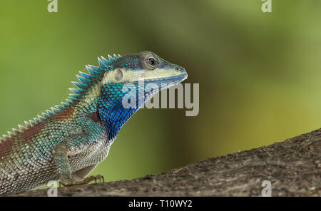 Lézard à crête bleue sur fond vert avec des arbres. Banque D'Images