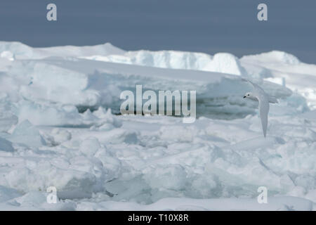 L'Antarctique, ci-dessous le cercle antarctique, Crystal Sound. Pétrel des Neiges (WILD : Pagodraoma nivea) en vol au dessus de l'iceberg. Banque D'Images