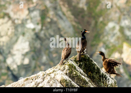 Colonie de cormorans (Phalacrocorax carbo), la péninsule du Kamtchatka, près du cap, Kekurny la Russie. Banque D'Images