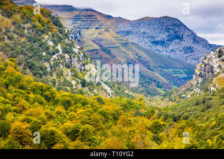 Paysage de forêt de hêtres en automne. Banque D'Images