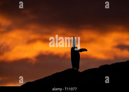 L'antarctique, Paradise Harbour aka Paradise Bay. Silhouette de Gentoo pingouin avec coucher du soleil polaire. Banque D'Images