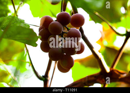 Raisin Rouge suspendu à la branche, les raisins avec les gouttelettes d'eau. Banque D'Images