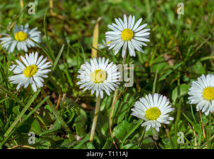 Marguerite blanche fleurs sauvages dans un champ, selective focus. Banque D'Images