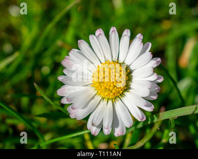 L'un blanc daisy flower close up, selective focus. Banque D'Images