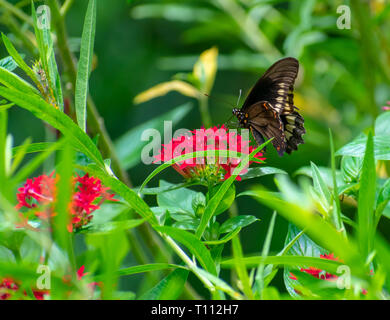 Swallow tail papillon sur une fleur rouge Banque D'Images