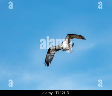 Osprey femelle transportant des matériaux de nidification Banque D'Images