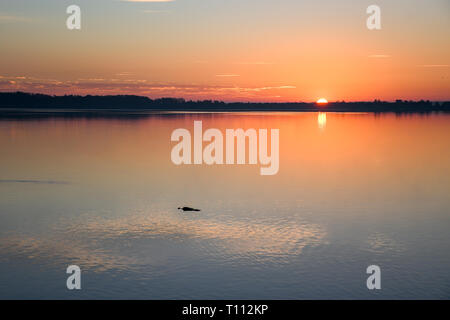 L'aube à un lac en Floride avec un alligator natation par Banque D'Images