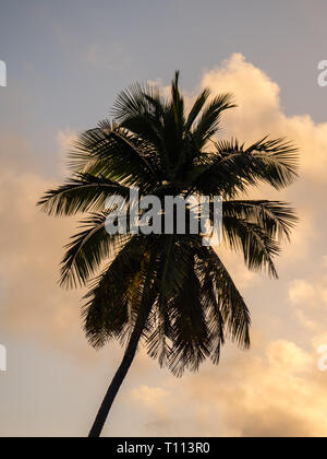 Palmier au coucher du soleil, l'authentique expérience de voyage, gouverneurs Harbour, les Bahamas, les Caraïbes. Banque D'Images