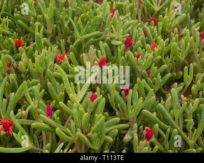 La floraison du désert (desierto florido en espagnol). Il pleut rarement dans le désert d'Atacama, mais il n'a réalisé des millions de fleurs couvre la otherwis Banque D'Images