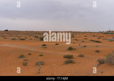 Ras al Khaimah, Émirats arabes unis : Thunder nuages sur le sable et les plantes dans la zone ferme des chameaux. Banque D'Images