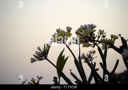 Cadeau Nature Plumeria Frangipani avec grand parfum Banque D'Images