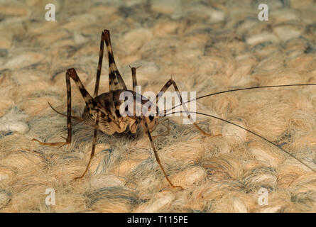 Cricket de chameau (ou 'cave' cricket, Ceuthophilis sp.) sur le tapis en sous-sol de maison, un habitat commun. Banque D'Images