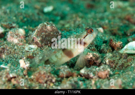 Shrimpgoby gymnocephala masqués, Amblyeleotris, à orifice, Pantai Parigi, site de plongée Détroit de Lembeh, Sulawesi, Indonésie Banque D'Images