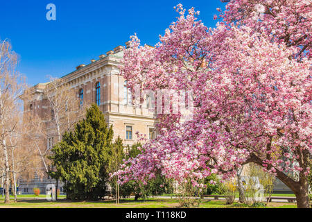 Le printemps à Zagreb. Académie des sciences et arts et magnolia blossom au printemps à Zagreb, Croatie Banque D'Images