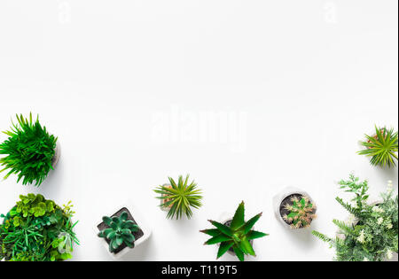 Les plantes succulentes en pot sur fond blanc Banque D'Images