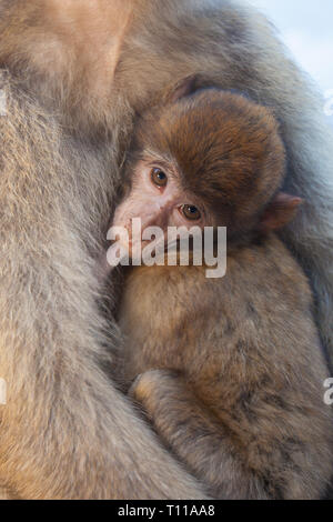 Grande-bretagne, Espagne, Gibraltar. Bébé Macaque de barbarie suckling. Banque D'Images
