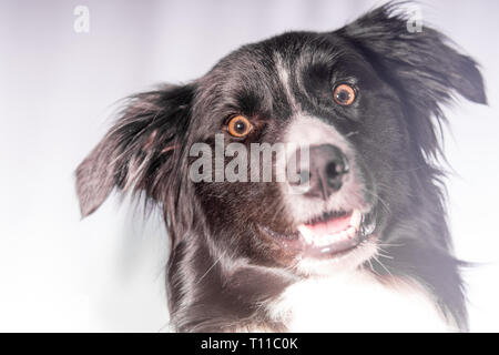 Un jeune border collie noir et blanc photographié avec ses oreilles avec un sourire de comédie Banque D'Images