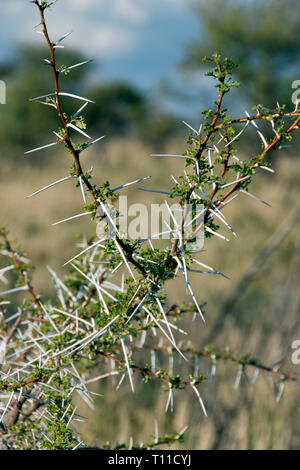 Longues épines poussent sur une plante dans le parc national d'Etosha, Namibie. Banque D'Images