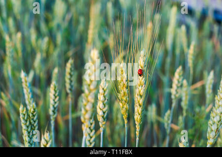 Épi de blé, insecte coccinelle sur un épillet Banque D'Images