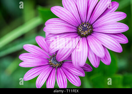 Close up de deux bightly floraison rose, daisy africains, Osteospermum, floue fond vert Banque D'Images