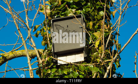boîte de chauve-souris sur arbre Banque D'Images