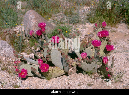 États-unis, Californie, Anza Borrego Desert State Park, de Castor cactus (Opuntia basilaris) en fleur. Banque D'Images