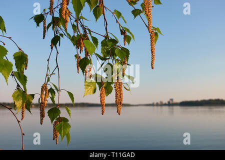 Les chatons de bouleau et feuilles vert frais avec de petites feuilles sur les pucerons en soirée de printemps par la mer Baltique en Helsini, en Finlande. Banque D'Images