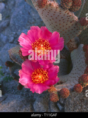 États-unis, Californie, Anza Borrego Desert State Park, cactus de castor au printemps la floraison. Banque D'Images