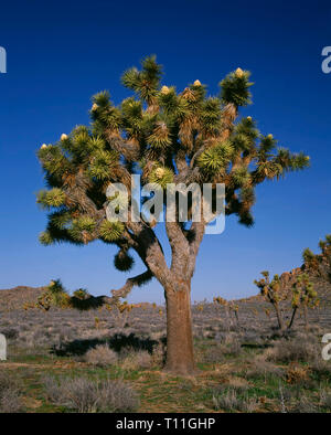 États-unis, Californie, Joshua Tree National Park, Joshua tree en fleurs près de Hidden Valley. Banque D'Images