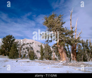 États-unis, Californie, Inyo National Forest Grove, de vieux pins bristlecone (Pinus longaeva) et l'automne du patriarche, neige, Bristlecone Pine Grove antiques avant Banque D'Images