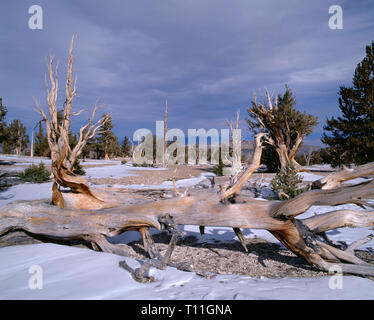 États-unis, Californie, Inyo National Forest, Bristlecone Pine les arbres et la neige de l'automne du patriarche, Grove, ancienne Bristlecone Pine Forest. Banque D'Images