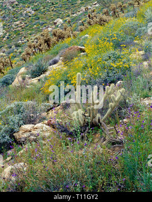 États-unis, Californie, Anza Borrego Desert State Park, Notch-leaved phacelia et brittlebush bloom entre teddybear cholla de Mason Valley. Banque D'Images