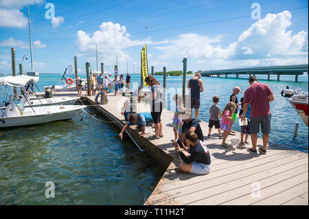 ISLAMADORA, Floride, USA - Septembre 2018 : les touristes se réunir sur un bateau en bois dock pour nourrir les poissons à tarpon Robbie's Marina, une attraction touristique populaire Banque D'Images