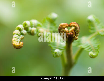 Un gros plan d'une nouvelle croissance dans le printemps d'une simple tige de fougère Pteridium aquilinum, commun Banque D'Images