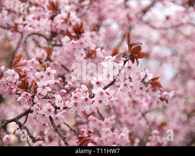 Un gros plan de la belle fleur rose d'une maquette, Cerisier Prunus nigra 'cerisifera» au début du printemps Banque D'Images