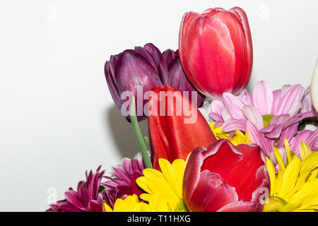 Printemps bouquet de tulipes colorées isolé sur fond blanc Banque D'Images