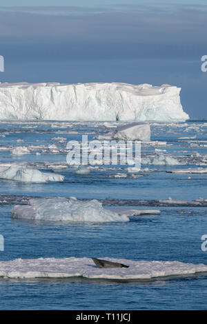 L'Antarctique, ci-dessous le cercle antarctique, Crystal Sound. Joint de crabiers (Lobodon carcinophagus) sur glace avec iceberg tabulaire dans la distance. Banque D'Images